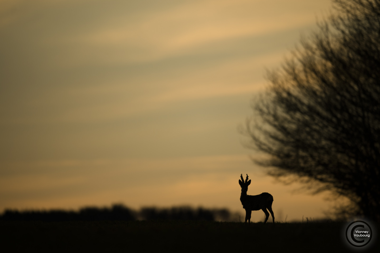 animalier, Chevreuil, Brocard, bois, velur, coucherdesoleil, contrejour, printemps, Lumiere, Vosges, Lorraine, Francie, Nikon, NIKKOR, nikkortagofficiel, naturebynikon, nikonflickrtrophy, D4S, nikond4s, AFS, 400mm, f28e, fl, ed, vr, afsnikkor400mmf28e, Vaubourg, Vianney, Photographie, 2017