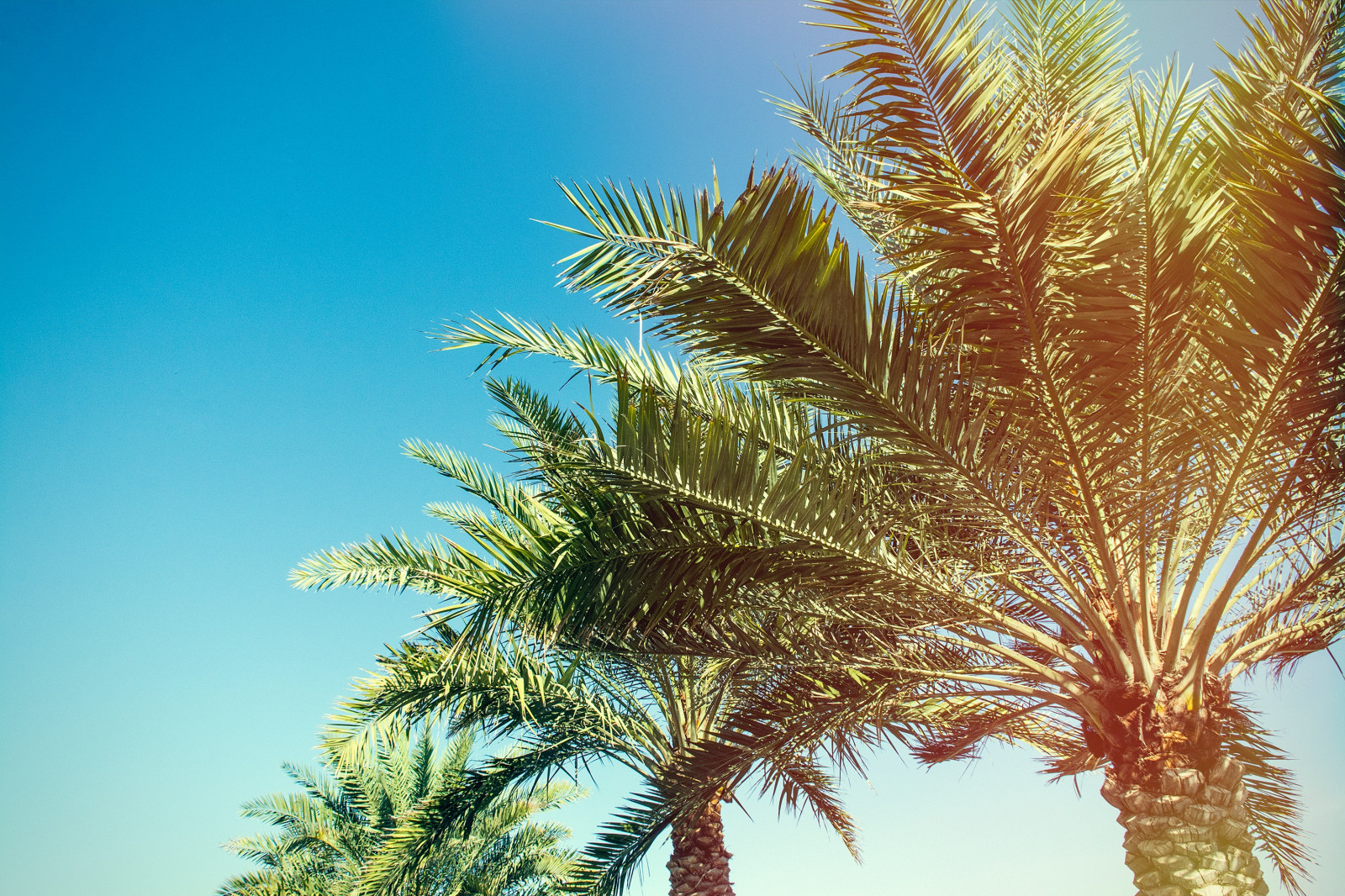 Wallpaper palm, trees, branches, sunlight 3000x2000 CoolWallpapers