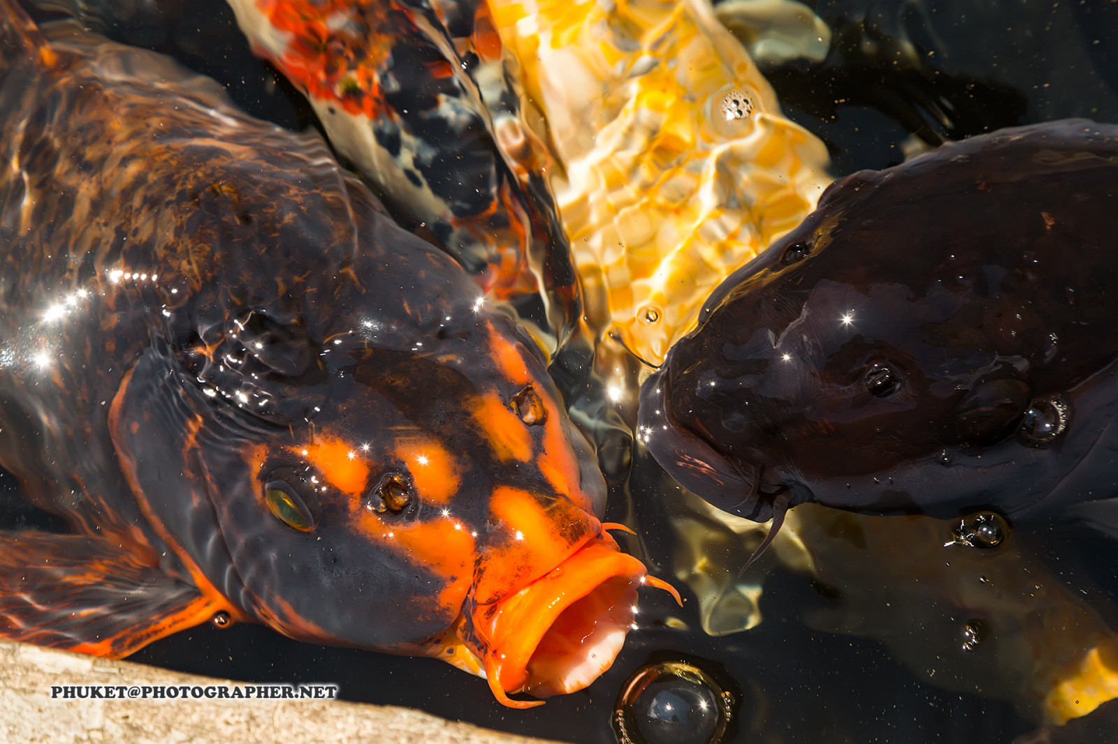 chrám, vodopád, jídlo, zahrada, ulice, kopec, jezero, voda, Červené, motocykl, Ryba, tropický, ostrov, Honda, Malajsie, koi, rybník, kostel, zlato, plody moře, jasný, zlatá rybka, klášter, kapr, biologie, KRMIVO, barva, den, hora, vlna, krmení, povrch, hledisko, phuket, moto, cameron, vrchovina, provincie, penang, PCX, obratník, místo, sampoh, makro fotografie, mořská biologie
