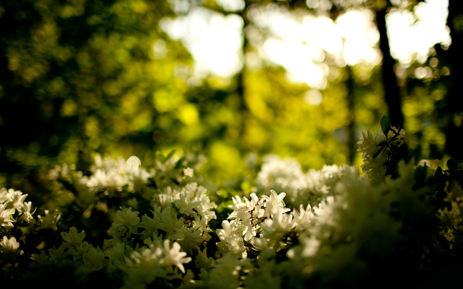 Wallpaper wood, greens, flowers, white 2560x1600 wallhaven