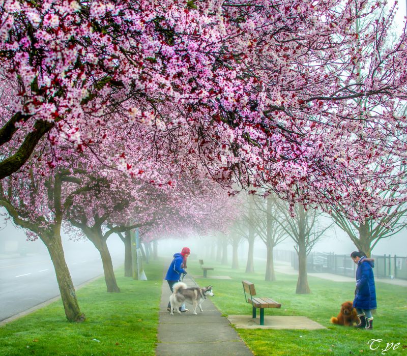 plante, natur, træ, blomst, blomst, lyserød