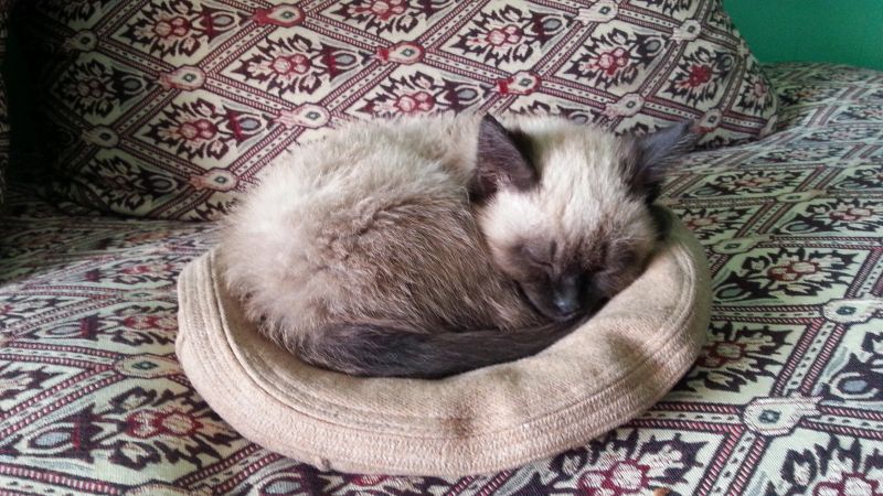 chat, moustaches, chaton, mammifère, vertébré, Chat comme un mammifère