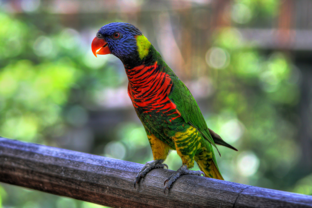 modrý, Červené, oranžový, zelená, pták, žlutý, Singapore, barvy, Papoušek, Lory, Jurongbirdpark, Jurong, naturesfinest, anawesomeshot, colorphotoaward, sandmania