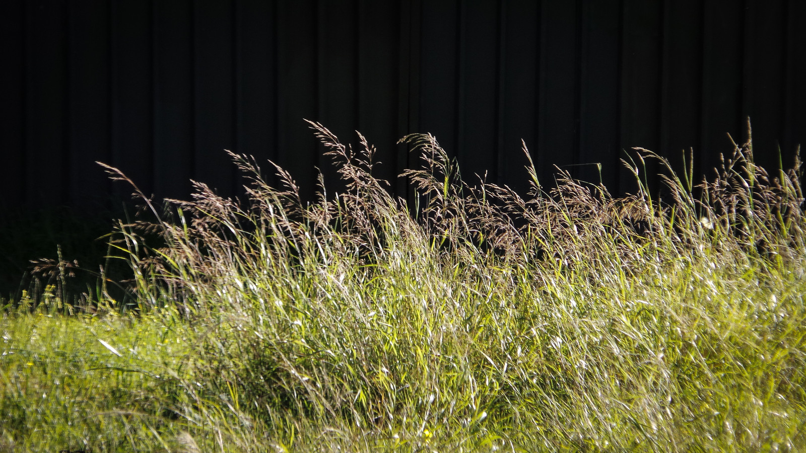 město, slunce, bílý, strom, zelená, listy, železo, odpoledne, vítr, Pozadí, Samsung, olistění, Adelaide, vysoký, vánek, mávání, ovál, vlnitý, theen