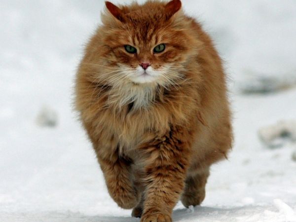 котка,мустаци,дива котка,персийски,коте,фауна