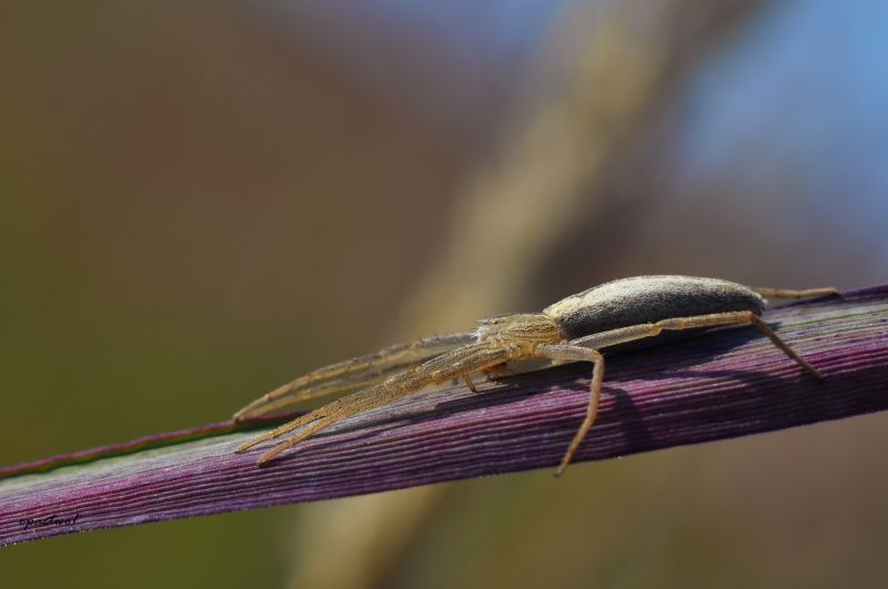 macrofotografie,insect,fauna,detailopname,plaag