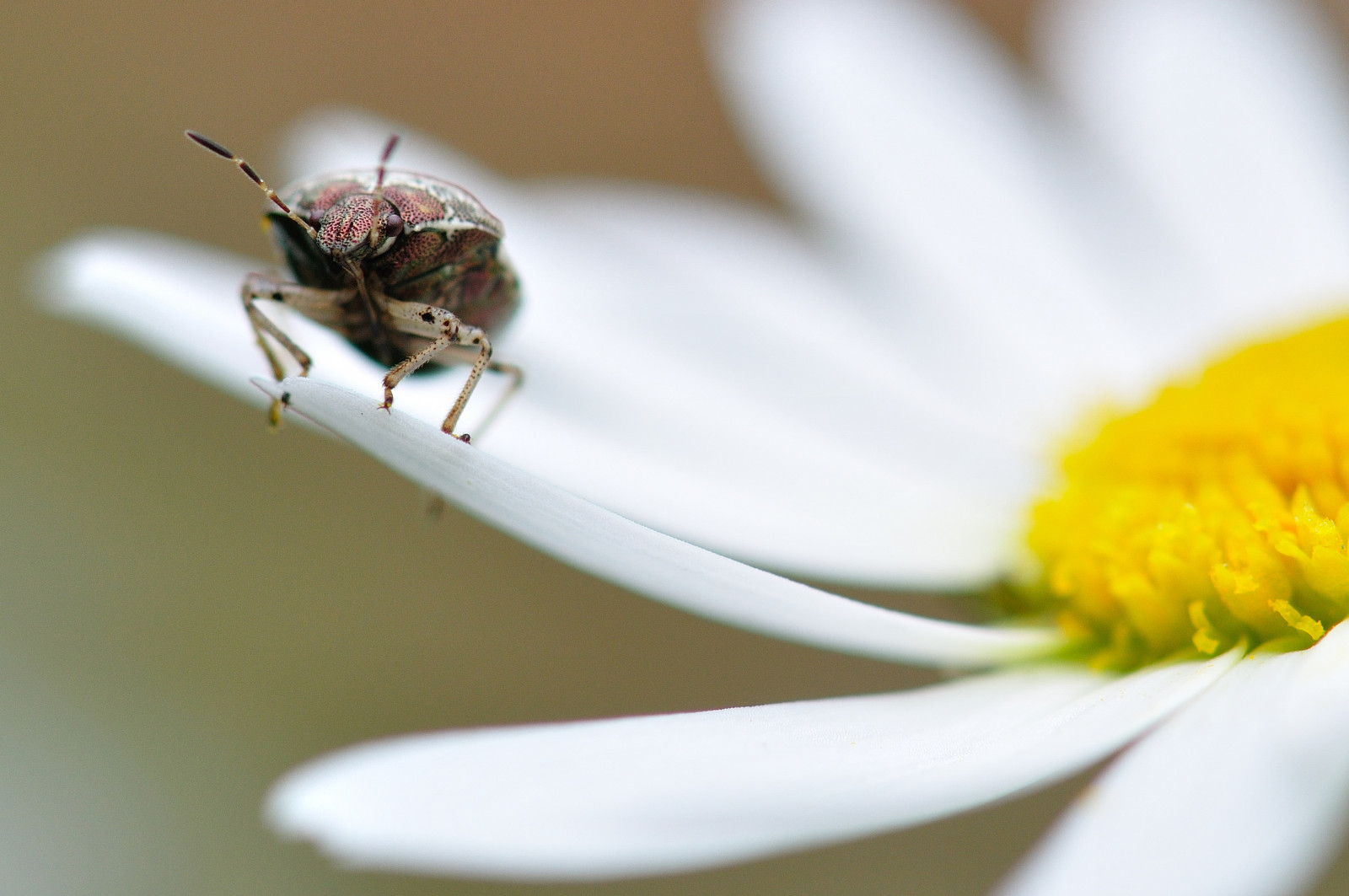 makro, hmyz, Nikon, pyl, štěnice, Létat, MM, Včela, květ, micro, okvětní lístek, shieldbug, vr, 105, škůdce, zblízka, makro fotografie, bezobratlý, organismus, membrána okřídlený hmyz, Nottinghamshire, nektar, včelí med, hemiptera, Heteroptera, Notts, Woundwort
