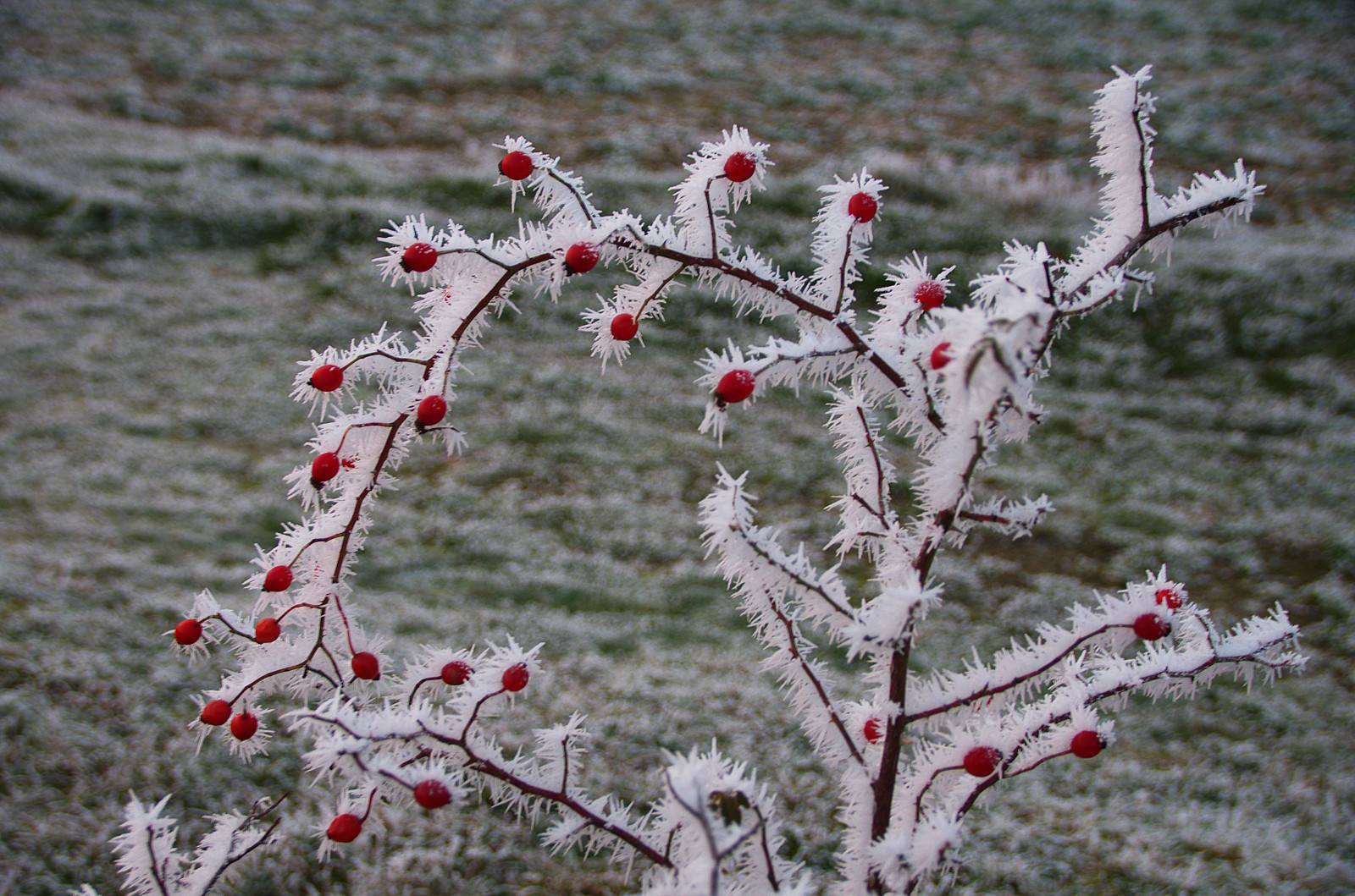 zima, rostlina, strom, větev, flóra, zmrazení, mráz, jaro, sníh, květ, větvička, keř