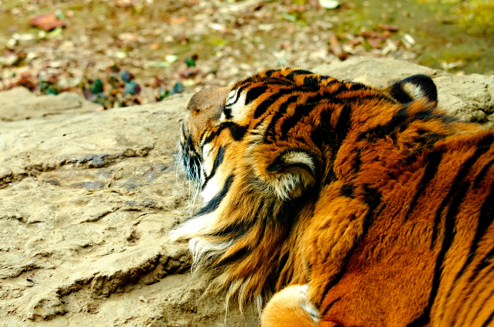 Japonsko, kočka, stvoření, Příroda, tráva, park, tygr, žlutý, Volně žijících živočichů, oranžový, Nikon, velké kočky, zoologická zahrada, divočina, bokeh, kníry, jaro, Yokohama, Kočkovitý, 2017, zvíře, venkovní, D7000, Kanagawa, březen, fauna, savec, kočka jako savci, čenich, carnivoran, organismus, nikonclubit, divoké zvíře, velká kočka, panthera, Asahiward, Zoorasie, Yokohamazoologicalgardens, Afsvrzoomnikkored70200mmf28g if, Nikonafsvrzoomnikkored70200mmf28g if, Savagebeast, Beastofprey, Masožravce, Sumatrantiger, terrestrial animal