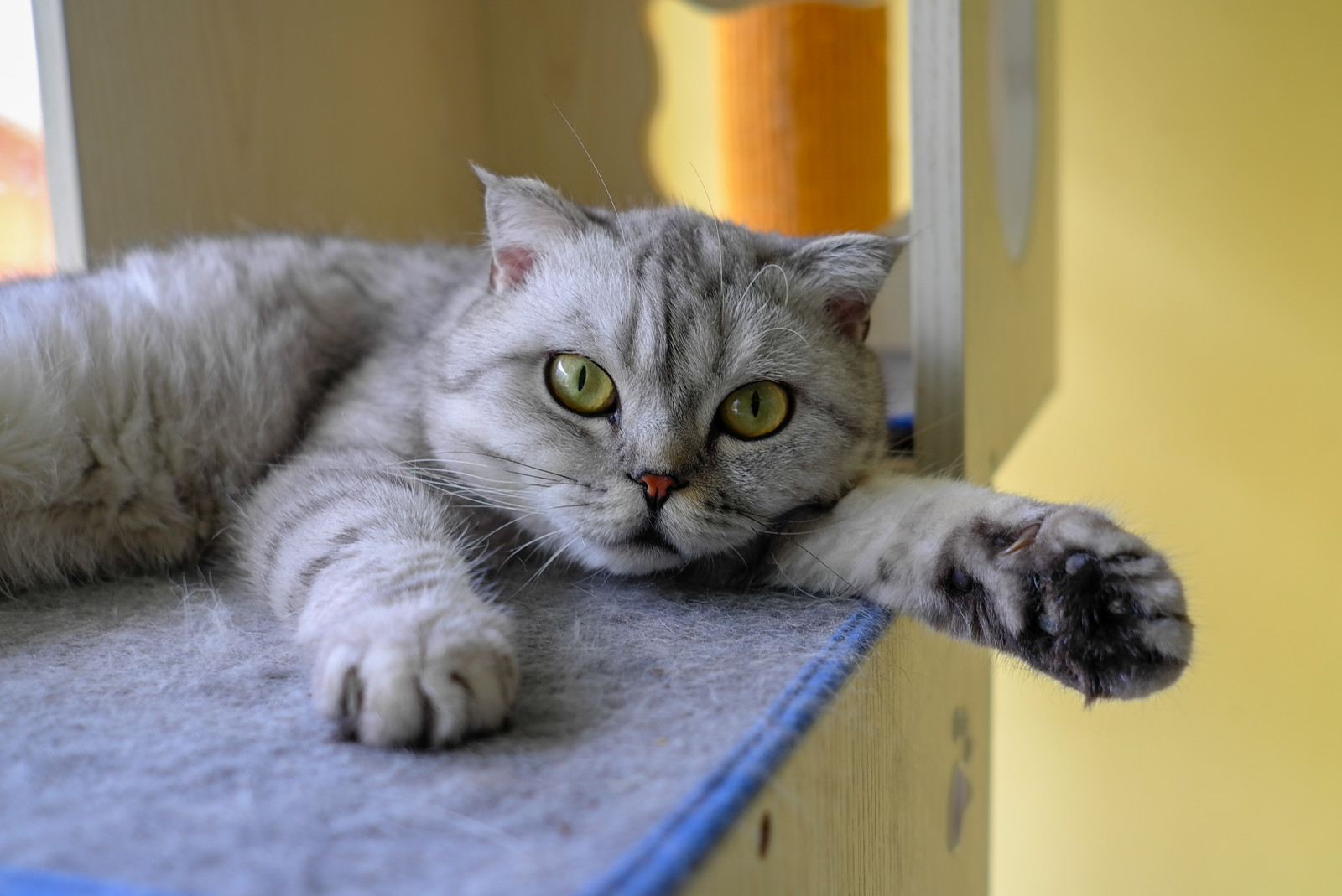 kočka, Pes, kníry, Britská krátkosrstá, moji přátelé, kotě, savec, obratlovců, kočka jako savci, malé až středně velké kočky, domácí krátké vlasy kočka, Evropská krátkosrstá, americká krátkosrstá