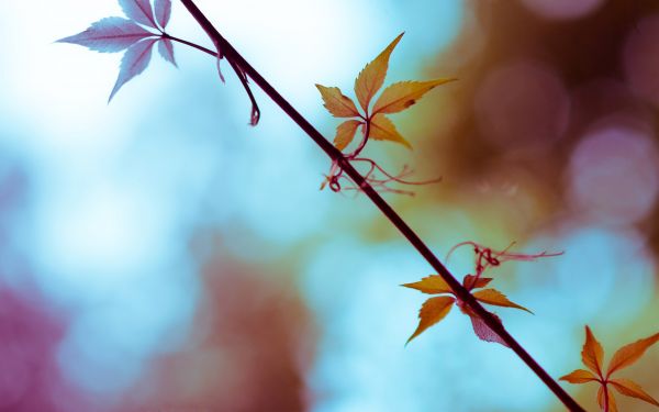 sunlight, leaves, nature, red, plants, sky