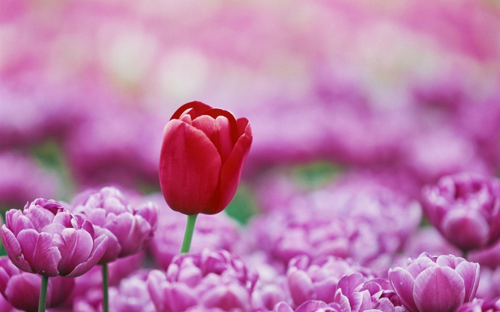 Wallpaper : 1920x1200 px, flowers, macro, tulips 1920x1200 - wallhaven ...