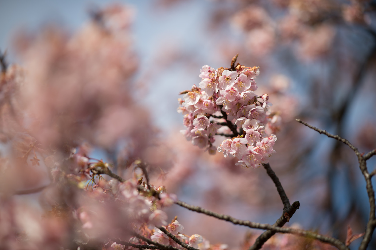 Japonsko, jídlo, Příroda, park, fotografování, větev, Třešňový květ, Nikon, květ, jaro, Tokio, jp, strom, NIKKOR, podzim, list, květ, rostlina, sezóna, flóra, shinjukgyoen, Shinjuku, afs105mmf14eed, afsnikkor105mmf14eed, df, větvička, vyrobit, botanika, zblízka, makro fotografie