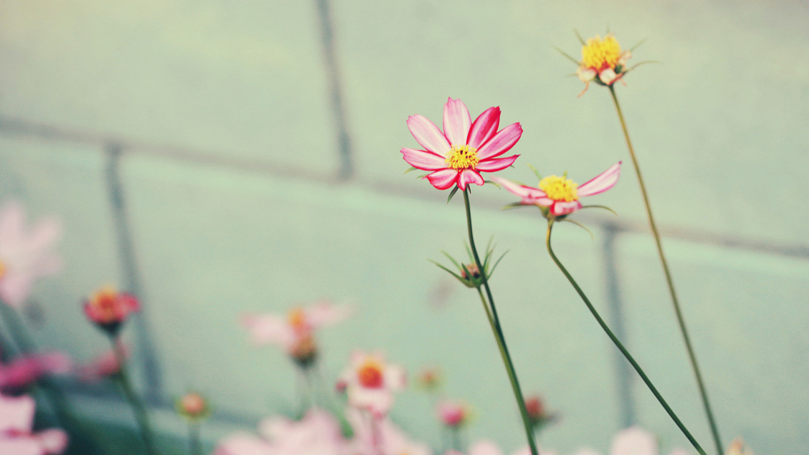 Wallpaper 1920x1080 px, flowers, little, pink 1920x1080 wallup