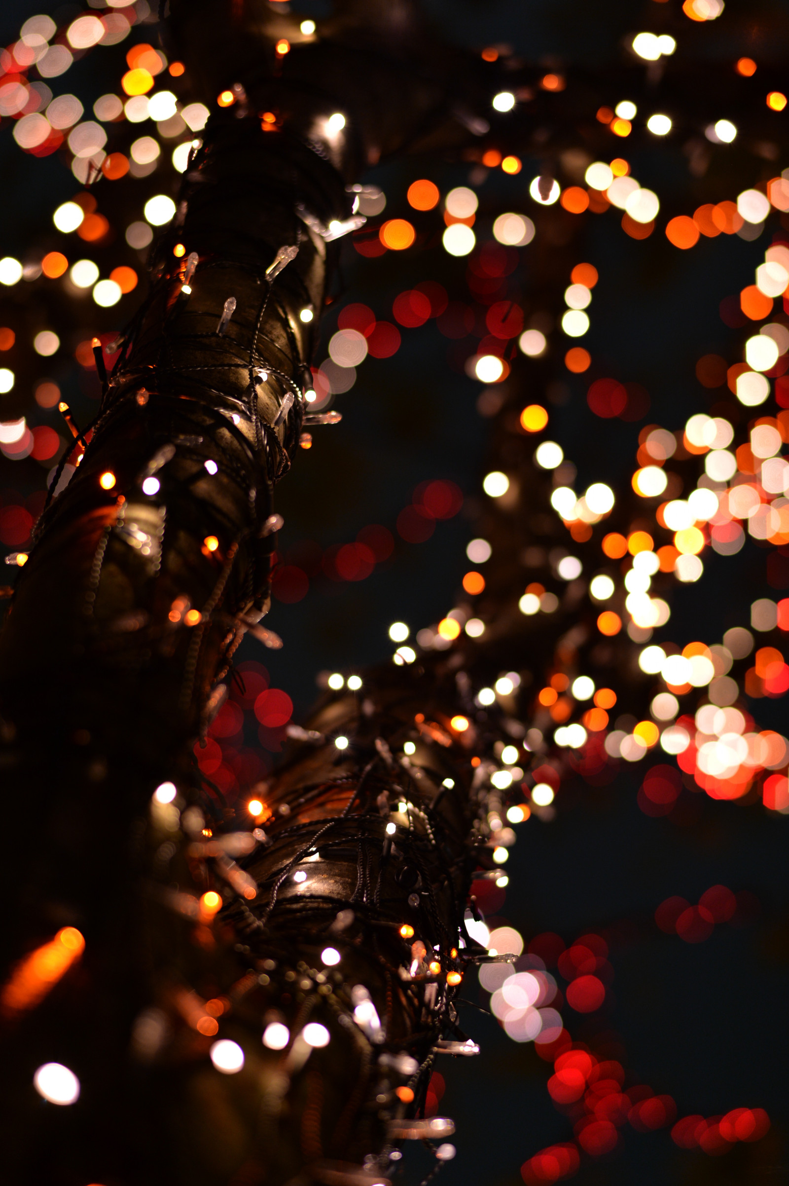 Japonsko, noc, Červené, větev, Vánoční strom, kruh, Nikon, Vánoce, Dovolená, Vánoční osvětlení, Tokio, jp, světlo, barva, NIKKOR, květ, osvětlené, osvětlení, osvětlení, tma, okvětní lístek, df, Roppongi, keyakizaka, afs58mmf14g, afsnikkor58mmf14g, osvětlit, vánoční dekorace