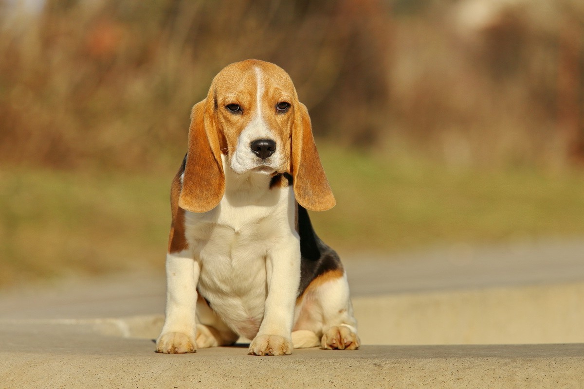 Wallpaper Hewan Anjing Beagle Perampas Anak Anjing Binatang