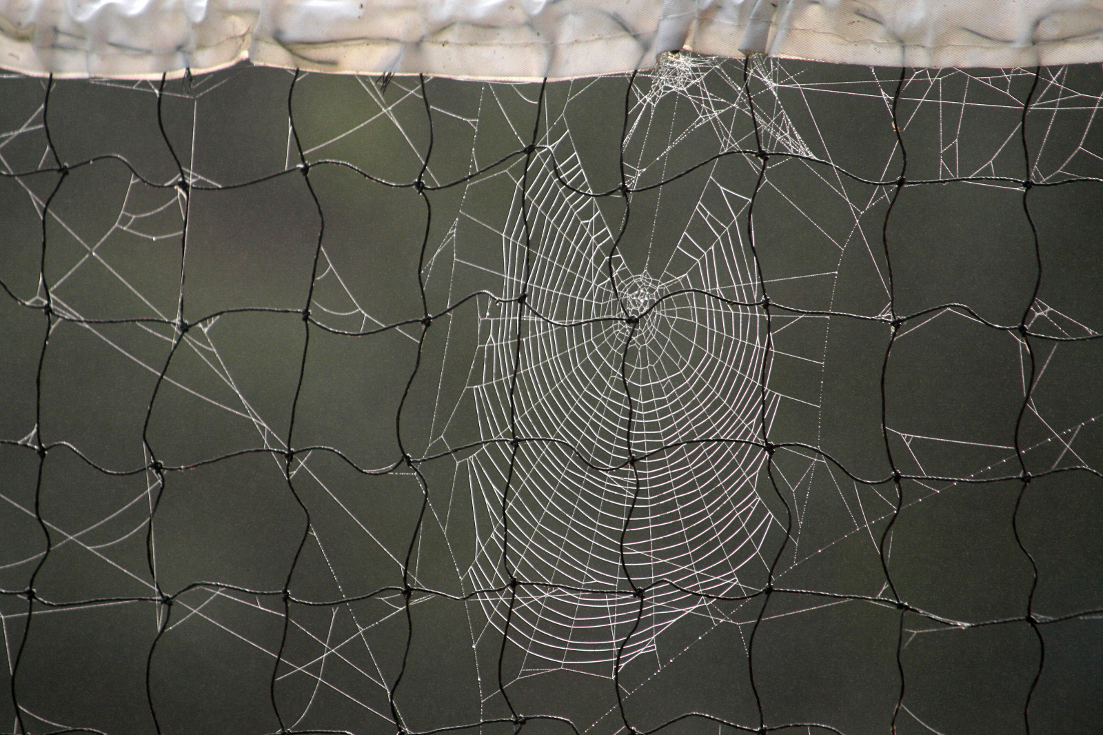 sklenka, vzor, plot, 2013, září, UMĚNÍ, síť, materiál, design, pletivo, outdoor struktura, bezobratlý, drátěné pletivo, ostření, nocrop, pavoučí síť