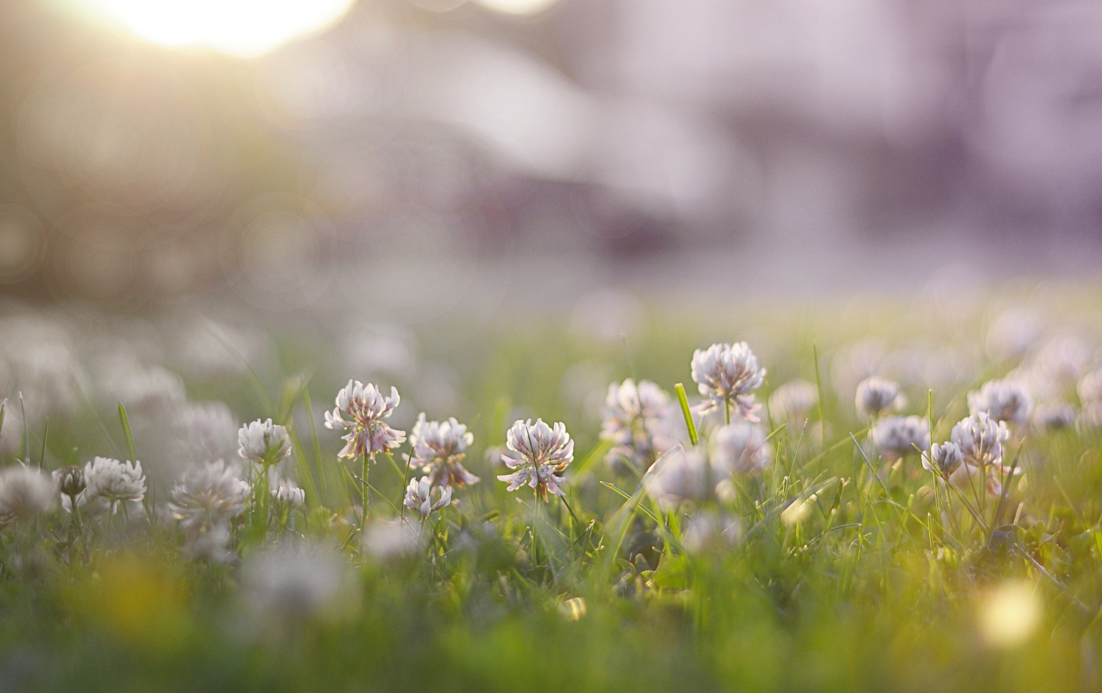slunečnímu záření, květiny, Příroda, tráva, rostliny, pole, fotografování, makro, zelená, květ, list, květ, lučina, rostlina, flóra, okvětní lístek, louka, divoká rostlina, trávník, prérie, suchozemská rostlina, kvetoucí rostlina, zblízka, makro fotografie, tráva rodina, daisy rodina, 2048x1288 px