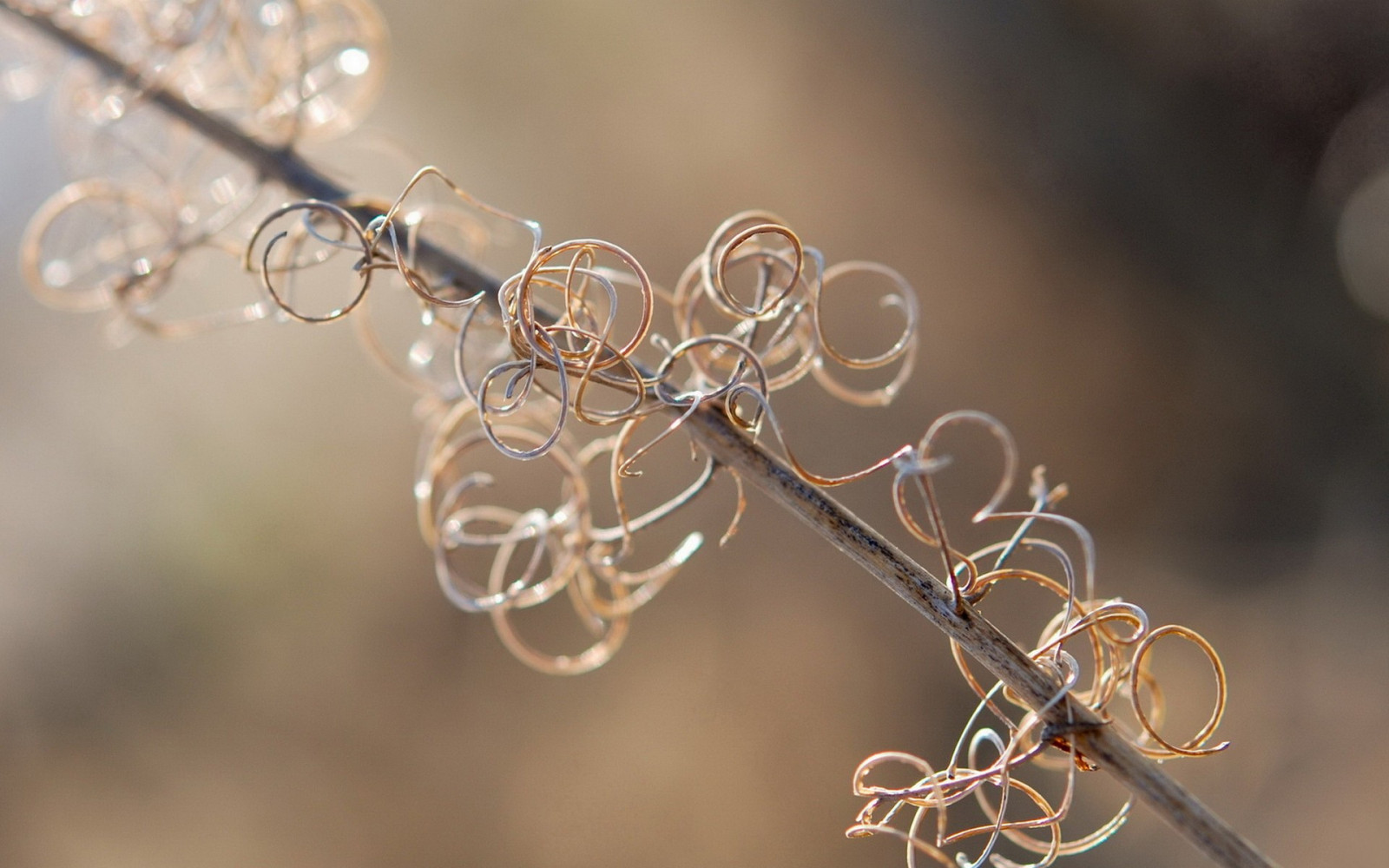 rostliny, fotografování, větev, jaro, list, květ, rostlina, flóra, okvětní lístek, větvička, zblízka, makro fotografie, vlhkost