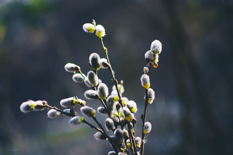 květiny, Příroda, fotografování, větev, zelená, žlutý květiny, Příroda, fotografování, větev, zelená, žlutý