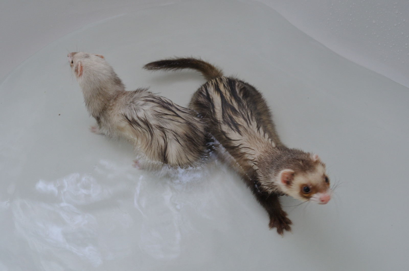 Hurones, bañera, bañera, hora del baño, Furet, Huron