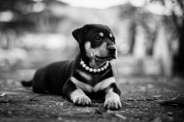 puppy,dog,lying,collar,bw