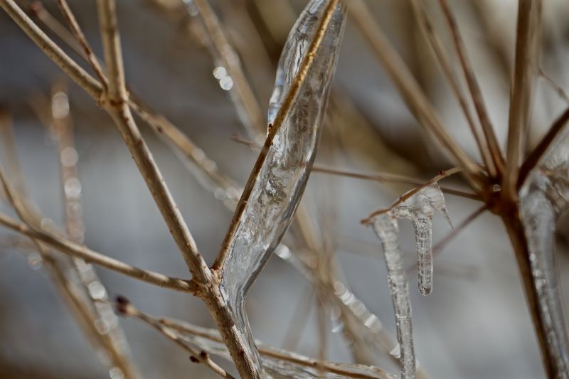 Macro,gelo,Galhos,Ramos,Icicles,Profundidade