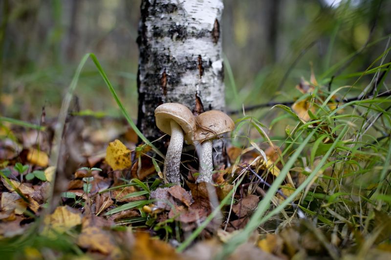 les, Příroda, tráva, houba, Volně žijících živočichů, džungle les, Příroda, tráva, houba, Volně žijících živočichů, džungle