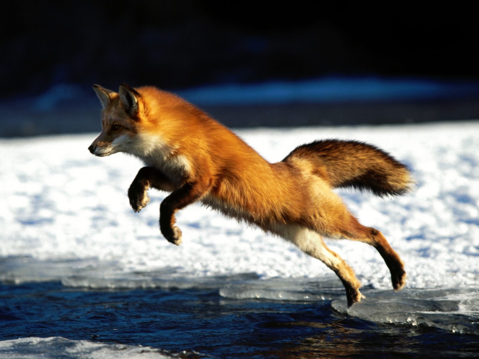 1600x1200 px, animali, volpi