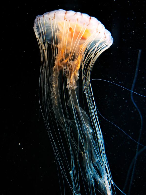 Japan,aquarium,jellyfish,Yokohama,hakkeijima,panasonic20mmf17