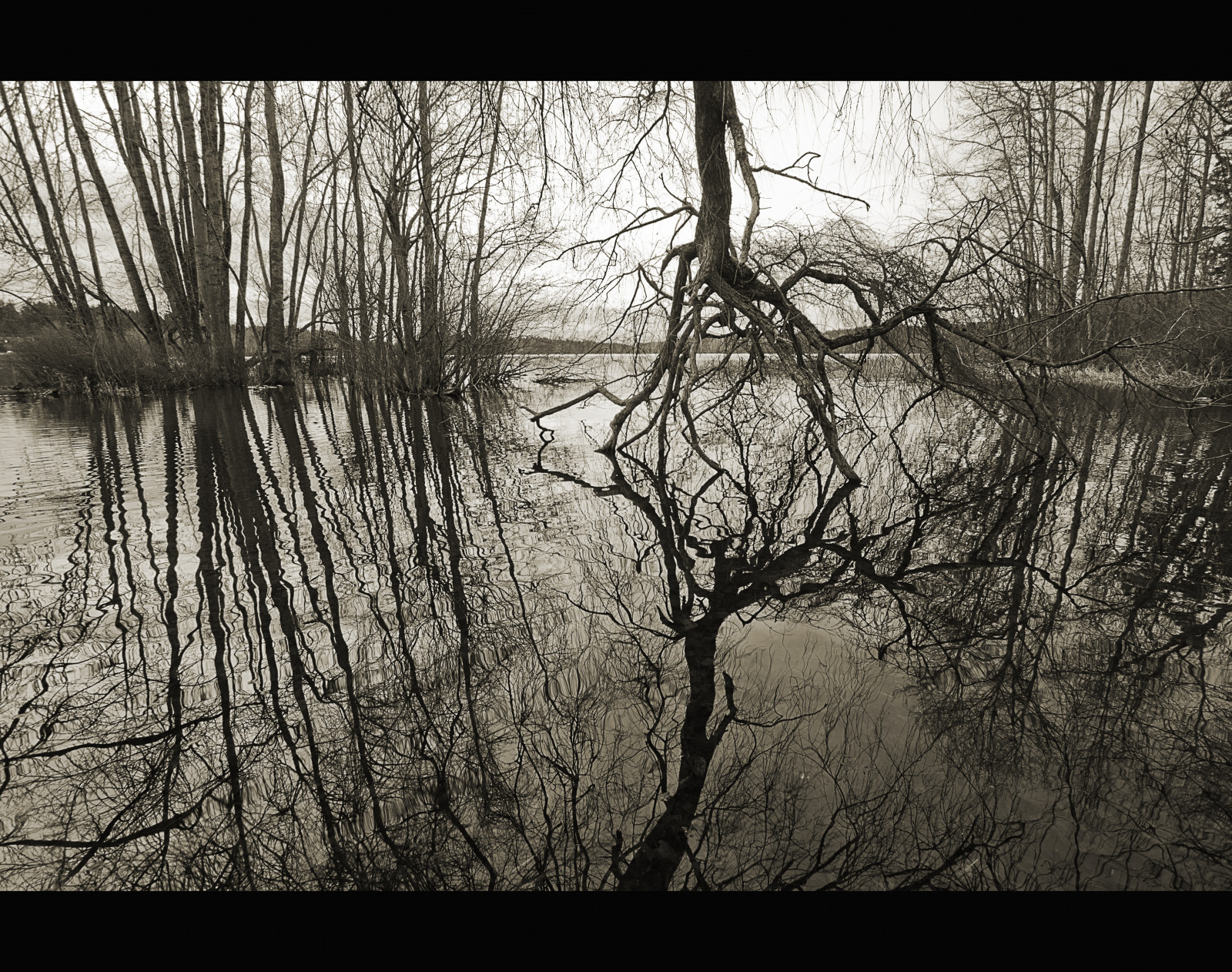 stromy, les, černobílý, Příroda, odraz, zima, dřevo, větev, sépie, bažina, Victoria, mokřadní, strom, list, rostlina, sezóna, odrazy, tma, zrcadlový, zálesí, elklake, místo výskytu, přírodní prostředí, atmosférický jev, Černý a bílý, monochromatické fotografování, dřevina