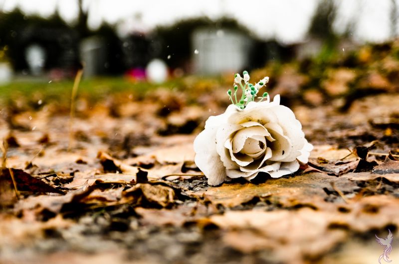 květ, flóra, rostlina, list, jaro, okvětní lístek