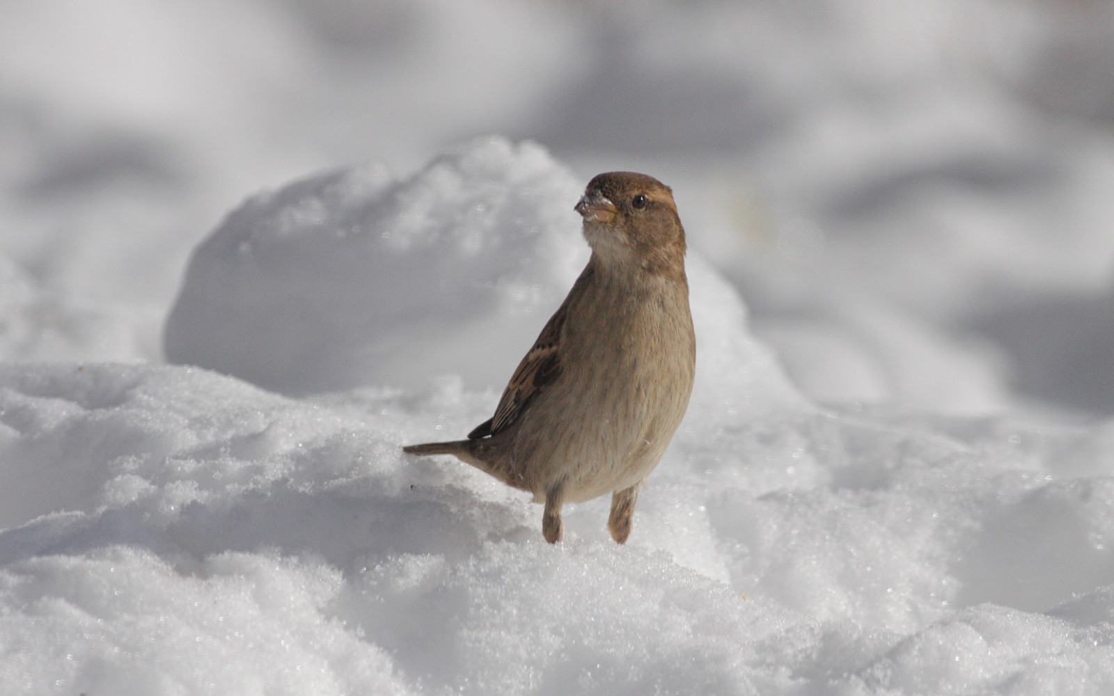 ป่า, หิมะ, นก, ธรรมชาติ, สัตว์, ใกล้ชิด, สัตว์ป่า, บิล, มิชิแกน, สัตว์ป่า, ปาก, ขน, กระจอก, บ้านไร่, passerdomesticus, วิทยา, การดูนก, นก, โรงเตี๊ยม