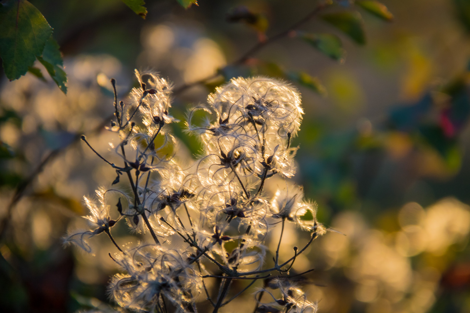 slunečnímu záření, západ slunce, Příroda, fotografování, větev, zelená, květ, jaro, strom, podzim, list, květ, podsvícený, rostlina, sezóna, flóra, solnedg ng, solljus, l v, Trelleborg, exif modelu canoneos760d, geocountry, Kamera aby kánon, geocity, Model fotoaparátu canoneos760d, geostate, geolocation, EXIF čočka efs18200mmf3556is, EXIF otvor 56, exif focallength 200mm, exif aby kánon, dalabadet, EXIF isospeed 500, divoká rostlina, botanika, suchozemská rostlina, kvetoucí rostlina, zblízka, makro fotografie