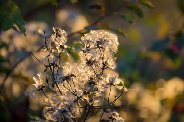 sunlight,sunset,nature,photography,branch,green