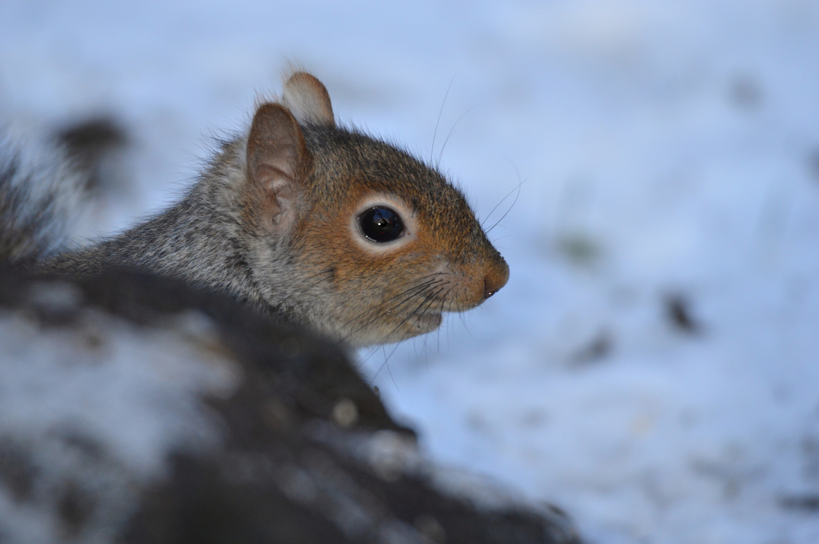 zvěř, portrét, stvoření, Příroda, venku, sníh, zima, veverka, Volně žijících živočichů, Šedá, Nikon, srst, kníry, savci, zmrazení, hlodavec, pruhovaná veverka, Tamron, venkov, ngc, D3200, fauna, savec, fox veverka, čenich, organismus, tamron150600, davebrothertonphotography, outabout, winterwatch