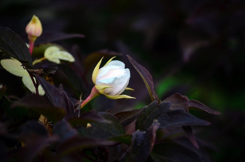 Sonnenlicht, Blumen, Natur, Pflanzen, Makro, Ast Sonnenlicht, Blumen, Natur, Pflanzen, Makro, Ast
