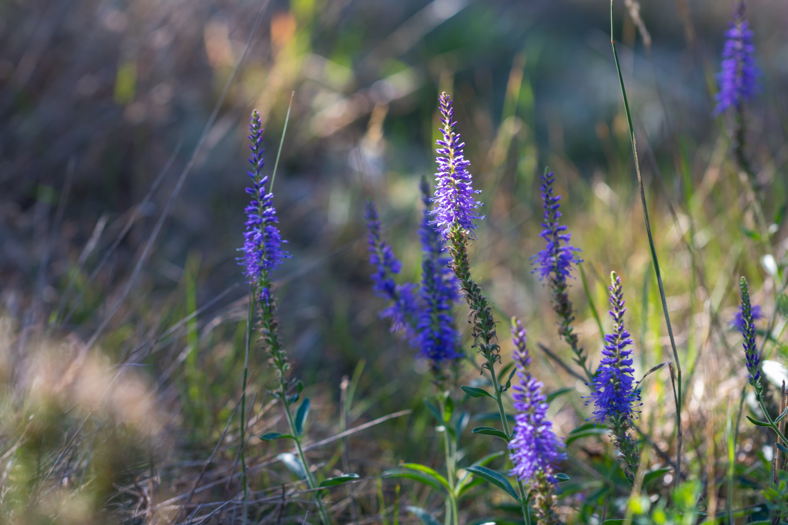 Příroda, tráva, pole, makro, levandule, květ, rostlina, flóra, Blomma, makro, Simrishamn, b ckahalladalen, canonef100mm128lisusmmacro, louka, divoká rostlina, prérie, botanika, suchozemská rostlina, kvetoucí rostlina, makro fotografie, tráva rodina, lupina, angličtina levandule, francouzské levandule