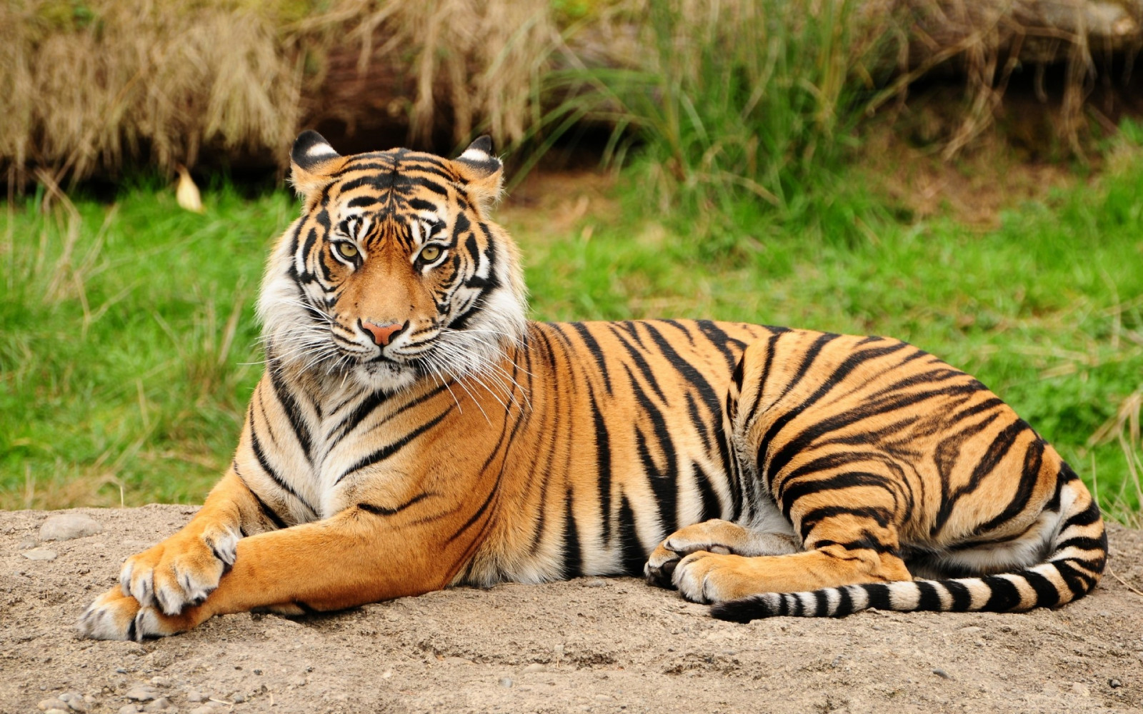 állatok, tigris, vadvilág, nagymacskák, Állatkert, pofaszakáll, Szafari, fauna, emlős, macska, mint emlős, szavanna