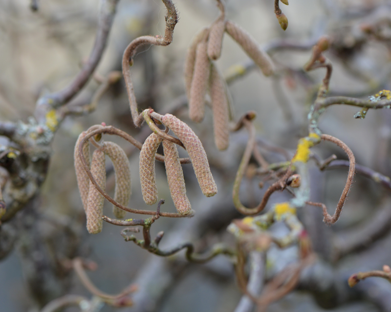 Příroda, makro, větev, Nikon, Francie, bokeh, jaro, země, strom, květ, rostlina, flóra, venkov, nikond7100, líska, větvička, hazeltree, kočička, Crookedhazeltree