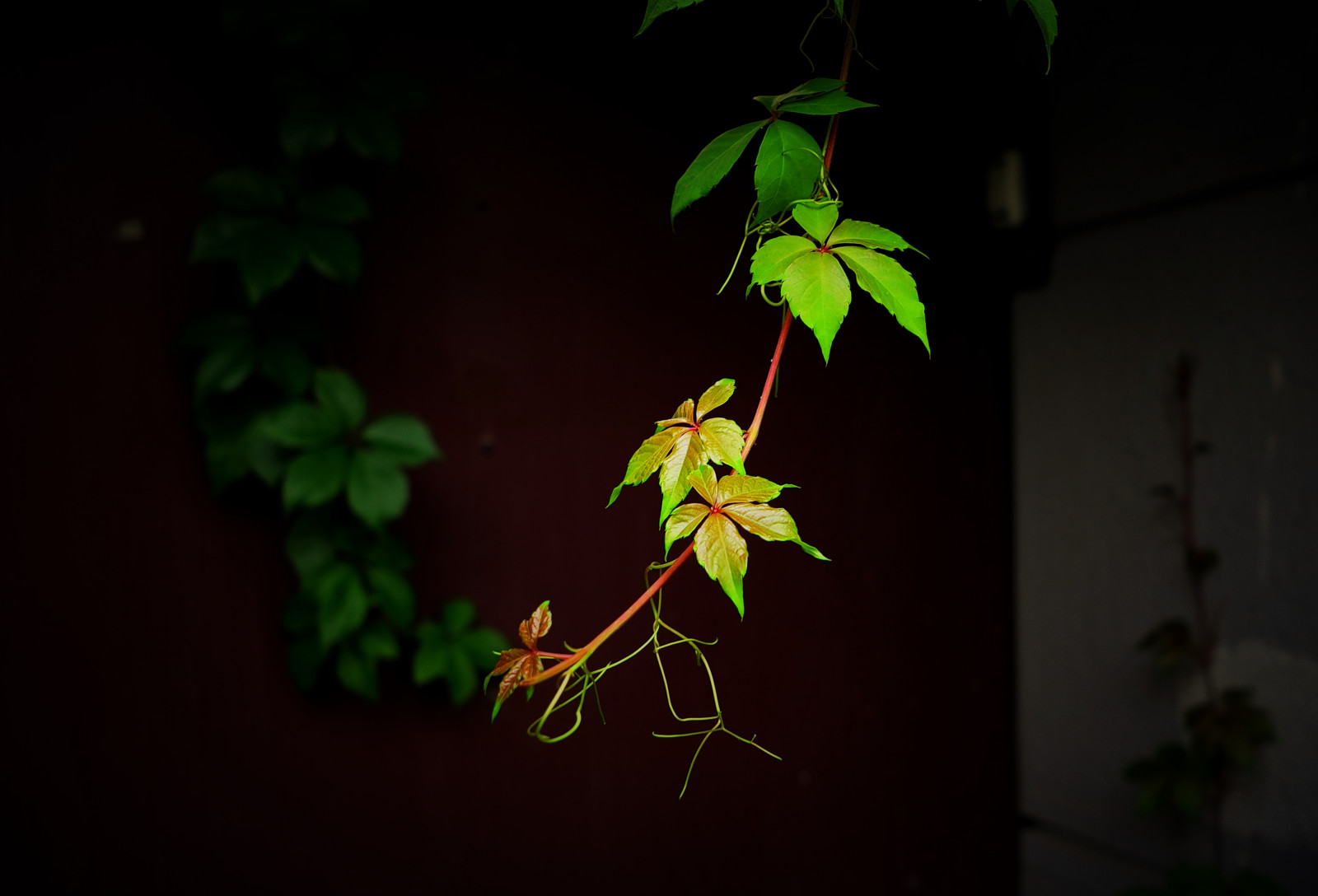 nat, afdeling, insekt, grøn, gul, liv, lys, træ, efterår, blad, blomst, plante, leicax1, æstetisk, flora, mørke, vedplante, makrofotografering