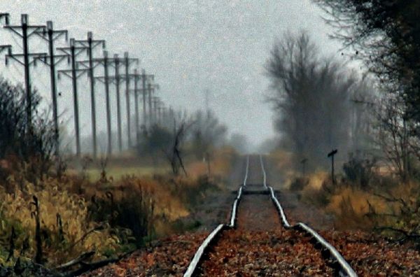 rain, morning, forest, fall, mist, overcast