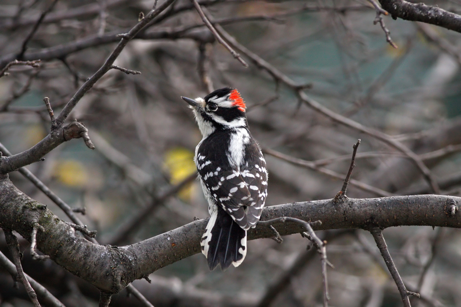 divoký, strom, pták, Příroda, zvíře, detailní, fauna, Účtovat, datel, Strakapoud osikový, picoidespubescens, Michigan, Volně žijících živočichů, zobák, Pírko, okoun, peřový, ornitologie, pozorování ptáků, influenza, Maledownywoodpecker