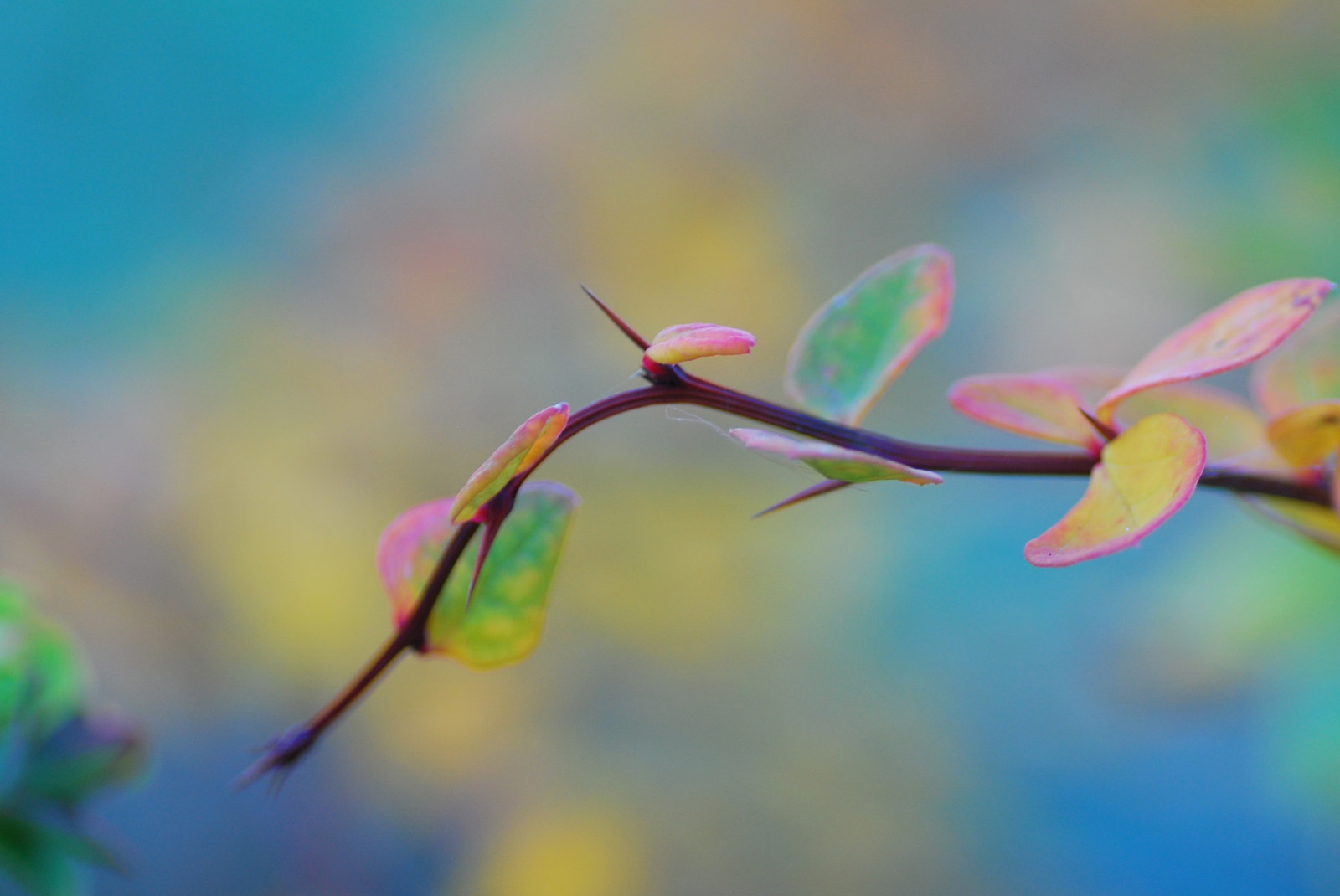 slunečnímu záření, listy, Příroda, fotografování, makro, větev, zelená, Nikon, květ, bokeh, Vancouver, barva, Tamron, podzim, list, květ, rostlina, flóra, pupen, okvětní lístek, nikond60, divoká rostlina, coalharbour, tamron90mm, počítač tapeta, zblízka, makro fotografie, závod stonek