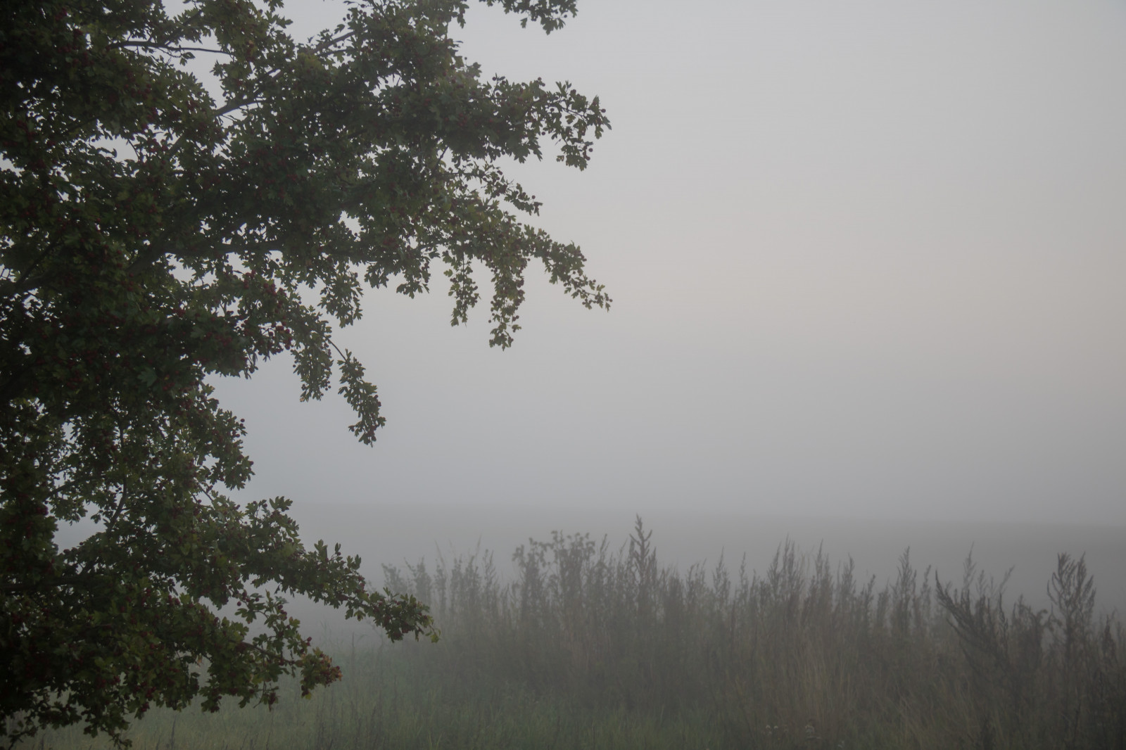 slunečnímu záření, les, kopec, Příroda, větev, ráno, mlha, opar, strom, mlha, počasí, svítání, rostlina, dimma, venkov, landsbygd, s dersl tt, exif modelu canoneos760d, geocountry, Kamera aby kánon, geocity, Model fotoaparátu canoneos760d, geostate, geolocation, EXIF čočka efs18200mmf3556is, exif aby kánon, EXIF isospeed 100, exif focallength 35mm, EXIF otvor 45, místo výskytu, přírodní prostředí, atmosférický jev, dřevina