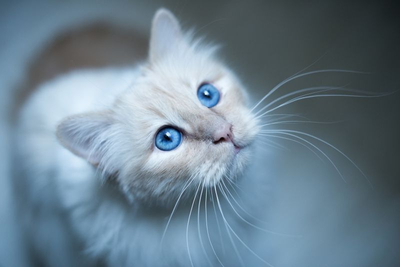 cat, blue eyes, blue, nose, whiskers, kitten cat, blue eyes, blue, nose, whiskers, kitten