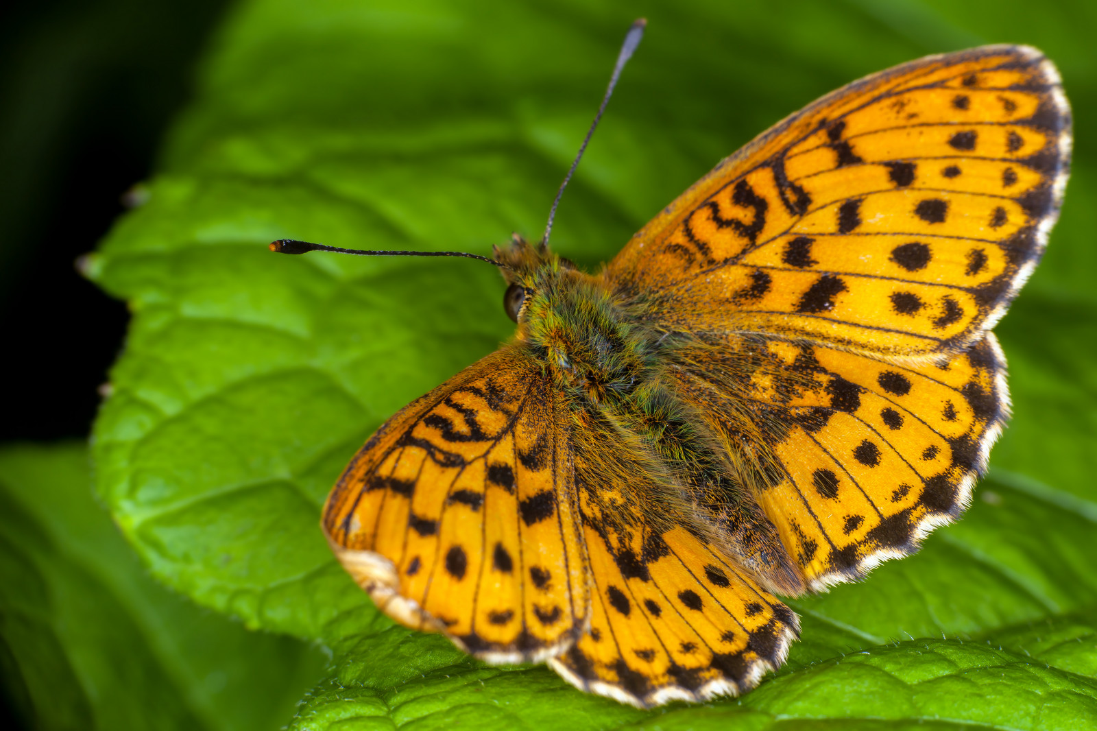 แมโคร, Canon, canon5dmkii, canonef100mmf28usmmacro, canoneos5dmarkii, raynox, dcr250, แฟลช, ringflash, yongnuo, yn14ex, แมลง, ผีเสื้อ, cranberryfritillary, fritillary, fj ril, p rlemorfj ril, myrp rlemorfj ril, boloria, aquilonaris, longwing, ส้ม, ใบไม้, ฝอย, คลุมเครือ, ขนสัตว์, ผม, มีขนดก, nymphalidae, praktfj ril, ปีก, เสาอากาศ, blackbackground, heliconiinae, backhair, จุด, ด่าง, จุดด่างดำ, platinumheartaward, ngc