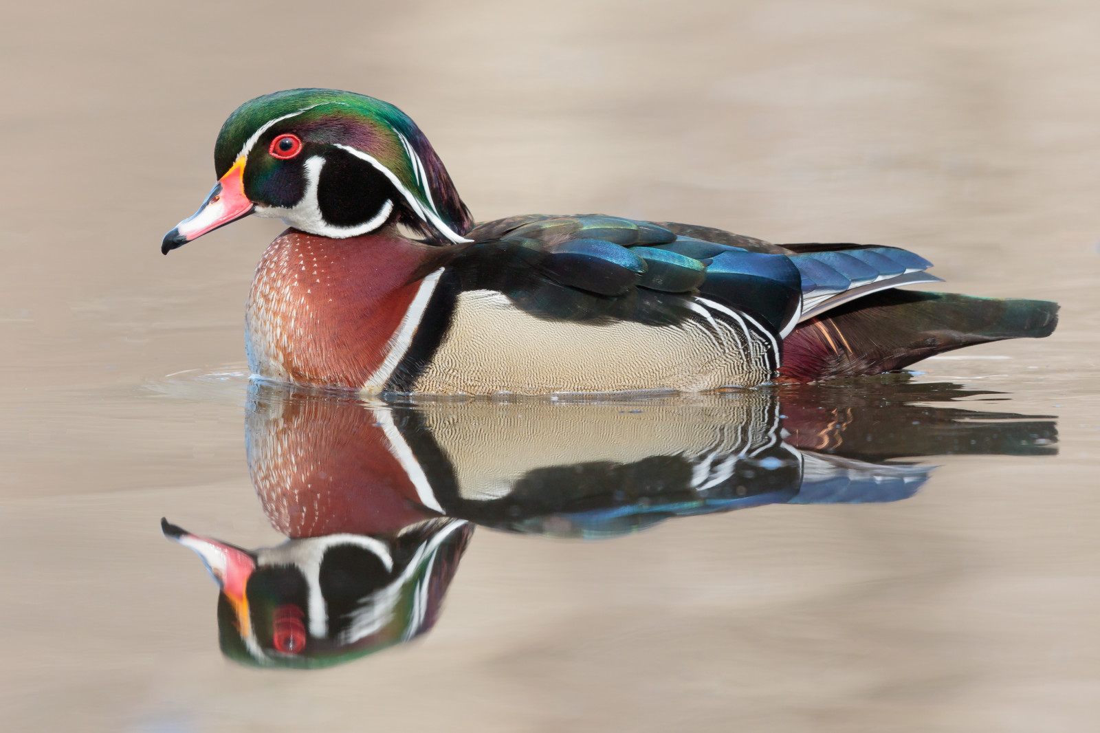 Wallpaper : reflection, wood, duck, beak, mallard, ART, artistic, wing