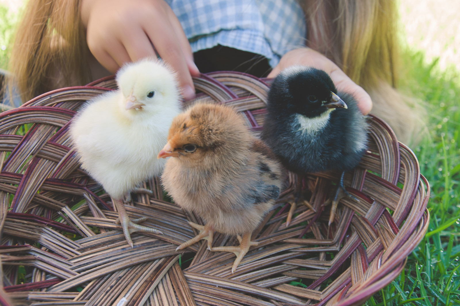 Geflügel, Hähnchen, Tauben