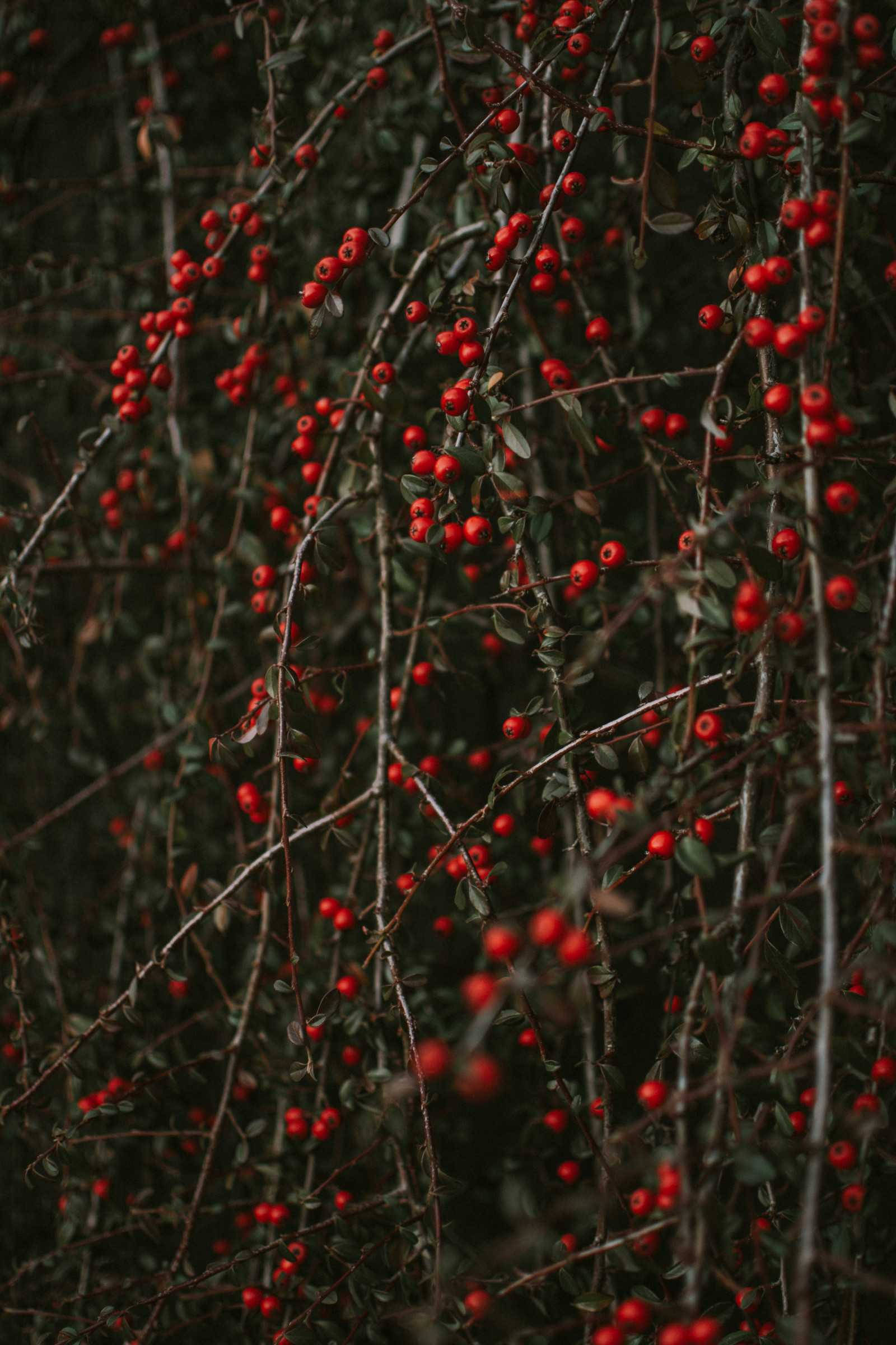 Wallpaper : pyracantha, berries, bush, branches 4000x6000